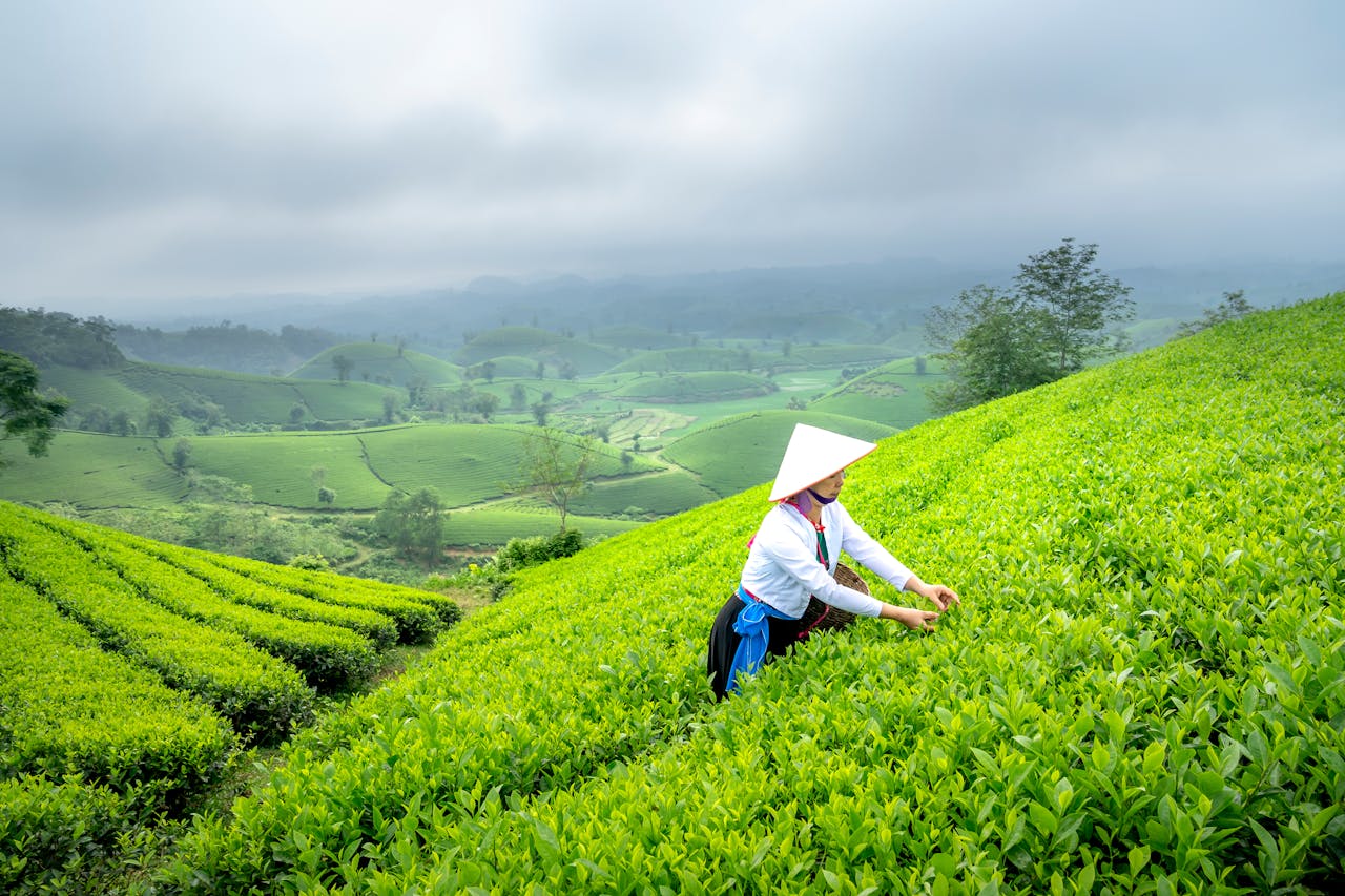 Exploring the World of Single Origin Tea Varieties