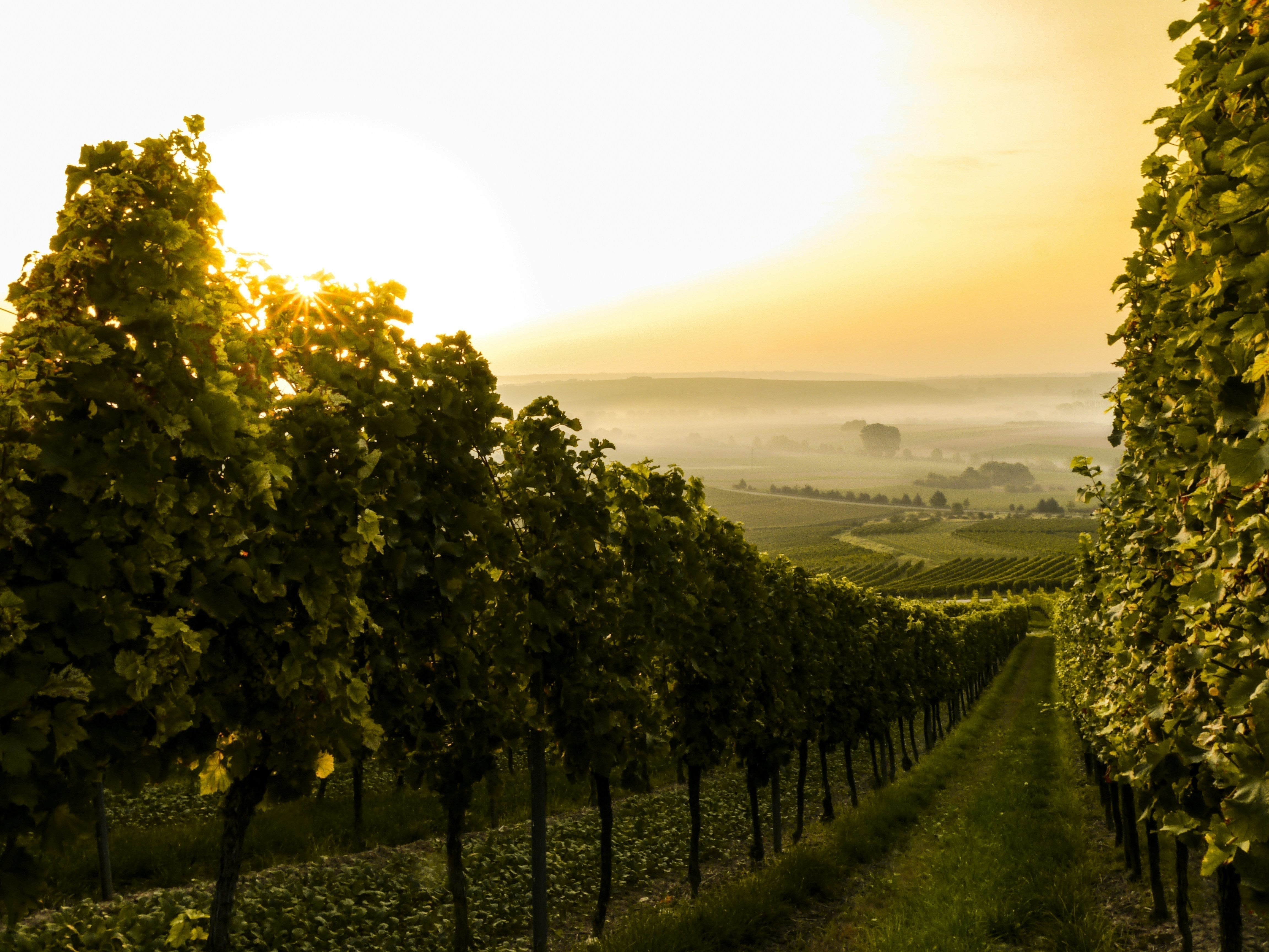 Landscape of wine vineyard with lush vines and hazy background of the vineyard estate.
